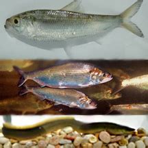 Ecology and Vulnerability Fish: Diadromous Fish .